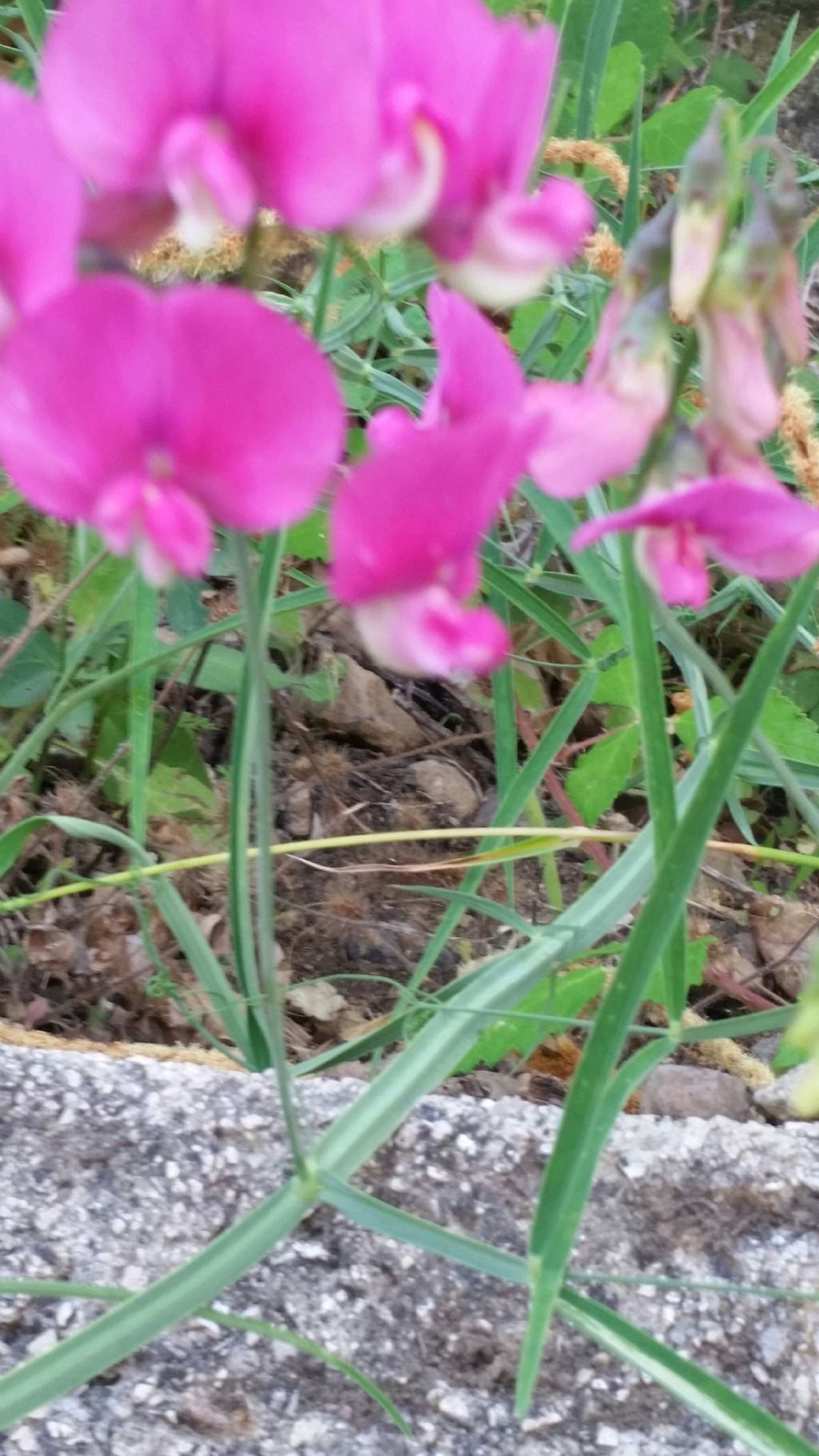 Lathyrus sp. (Fabaceae)